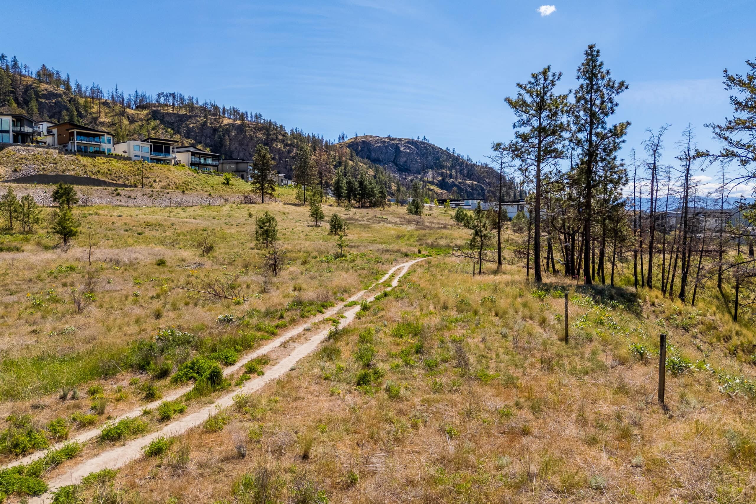 A footpath through the grass and pines of Tyndall Bench, with hillside houses behind